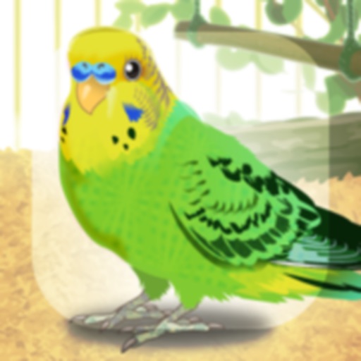 Parakeet Pet