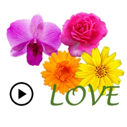 Animated Cute Flower Greetings