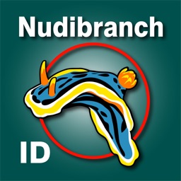 Nudibranch ID Western Atlantic