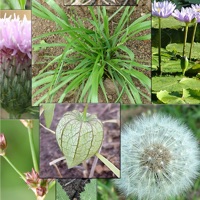 Weeds of South East QLD  PC 용