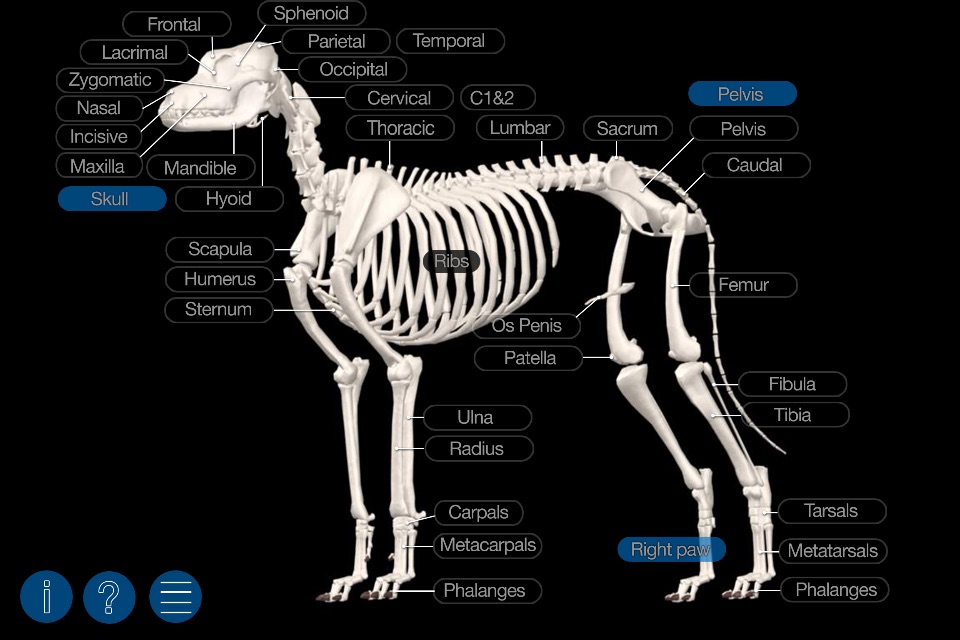 Dog Anatomy: Canine 3D screenshot 3