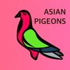 Asian Pigeon Scan Identifier