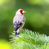 Bird Song/Photo Identification - Ecosystema