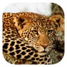 Get Stuarts' SA Mammals for iOS, iPhone, iPad Aso Report