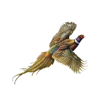 Graham County USD 281, KS