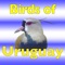 In "The Birds of Uruguay" all species of birds regularly found in Uruguay are described, and their approximate size given in inches and tenths of inches