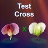 Test Cross: pea flower