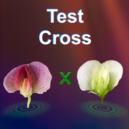 Test Cross: pea flower