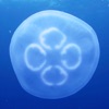Jellyfish AR/VR 2