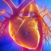 Herz-Kreislaufsystem Quiz