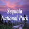 The sequoia national park app helps to plan your visit easy