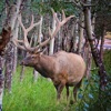 Elk Bull & Cow Hunting Calls