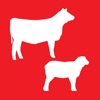 Coles Livestock Dec