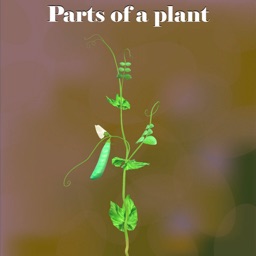 Learn Parts of a Plant