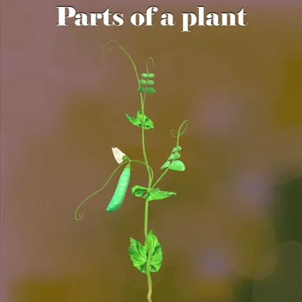 Learn Parts of a Plant Читы