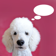 AnimalAnalysis