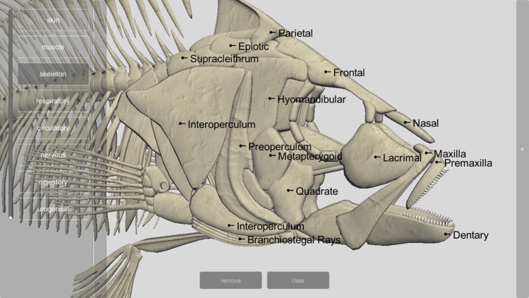 3D Fish Anatomy