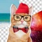 New cat photo backgrounds, different cat stickers, kitty wallpapers for your phone