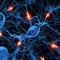 Test and evolve your information answering the questions and learn new knowledge about Nervous System by this app