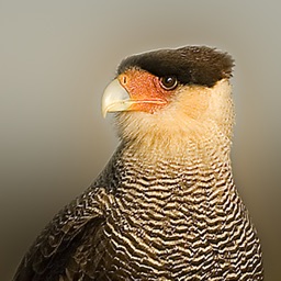 Birds of Patagonia