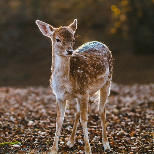 Game Camera Pro Download