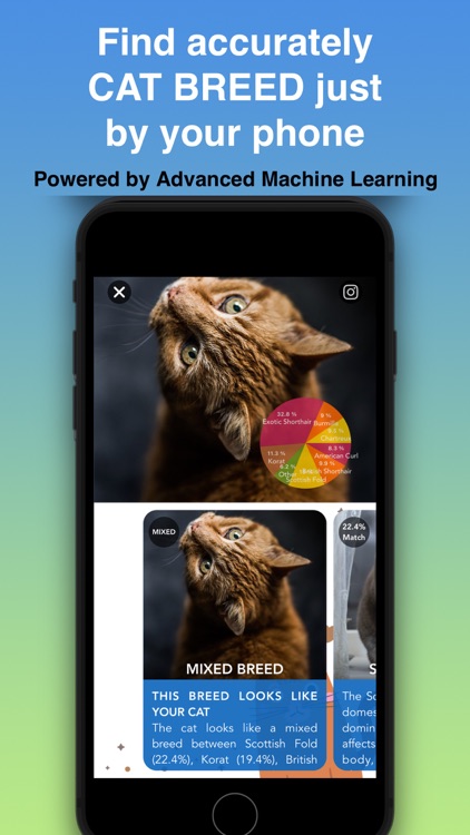 Cat Identifier - Kitty Scanner