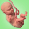 Pregnant Mom Birth Simulator