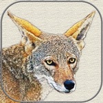 Canvas Art - Photo Filter