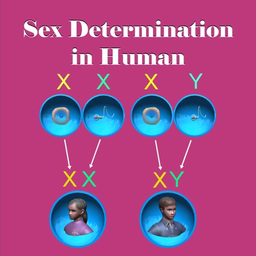 Sex Determination in Human