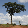 Useful Trees of East Africa - Staf Lemmens