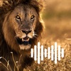 Hunting Calls: Lion