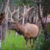 Elk Bull & Cow Hunting Calls