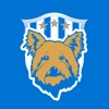 The Terriers - Live Scores