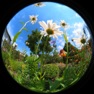 Get Fisheye & Co for iOS, iPhone, iPad Aso Report