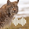 Hunting Calls: Lynx