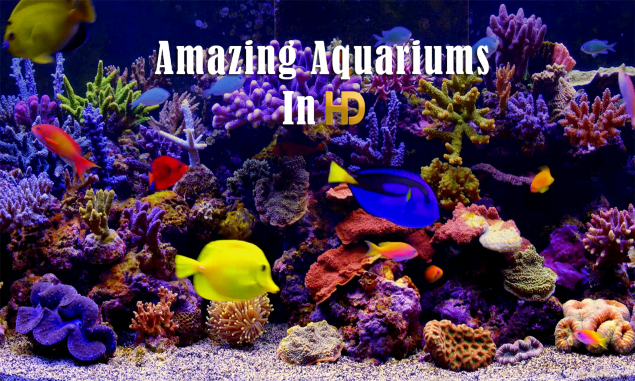 Amazing Aquariums In HD