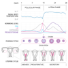 Gianluca Natalini - Basal Body Temperature Calc. アートワーク