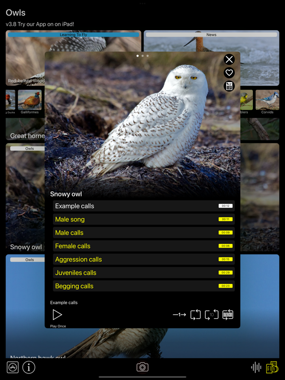 Birds of North America: Sounds screenshot 3