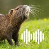 Hunting Calls: Nutria