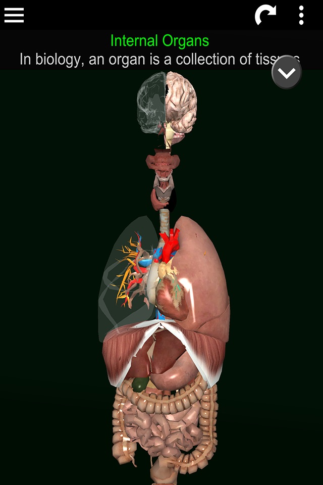 ORGANS 3D (ANATOMY) screenshot 3