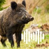 Hunting Calls: Hog