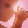 Icon Pregnancy + | Tracker App