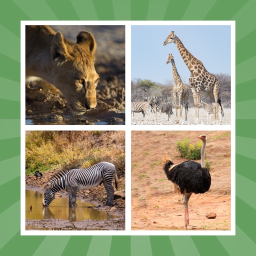 Animal Cards Carakuato Download