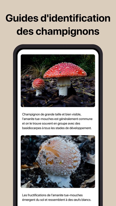 Picture Mushroom - Champignon Picture Mushroom - Champignon