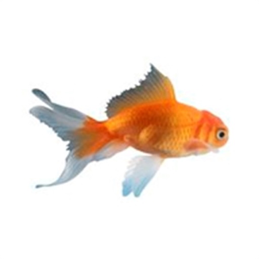 Big Fish Ideas - Business Club