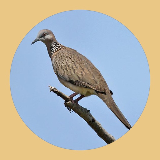 Spotted Dove Sounds Icon