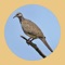 Spotted Dove Sounds