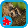Jigsaw Learning Games Puzzle Raccoons Version