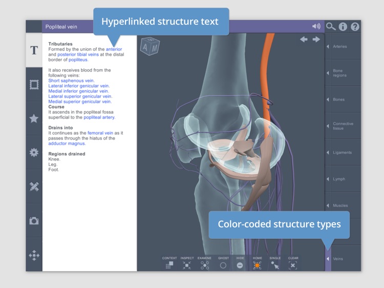 Knee: 3D Real-time Human Anatomy screenshot-3
