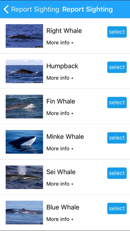 Whale Alert screenshot-3